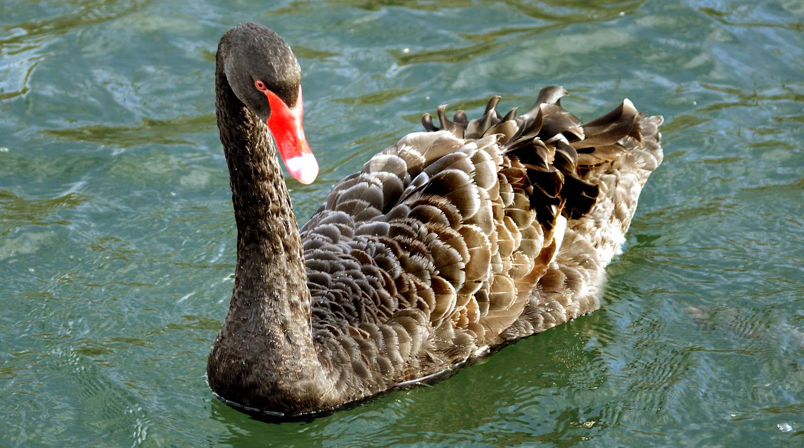 Un cygne noir au bec rouge nage sur une eau verte, vu de trois quarts