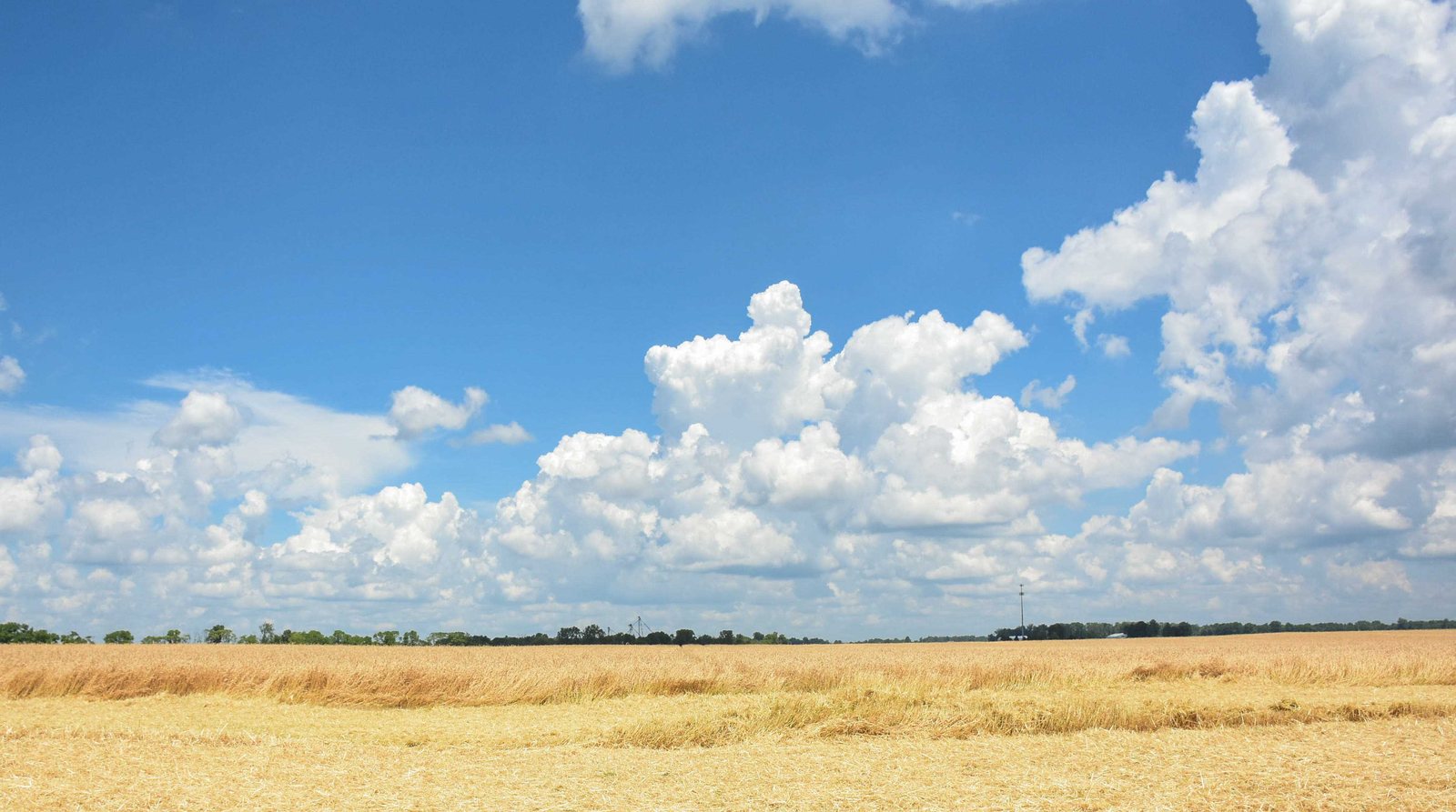 Un campo de trigo maduro, en parte cosechado, bajo un cielo azul cargado de cúmulos